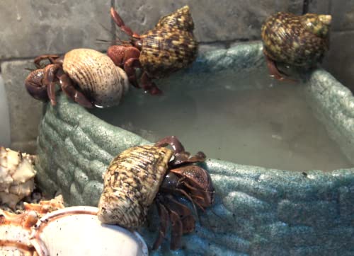 Gargeer 3oz Hermit Crab Soaking Salt, Calcium & Trace Minerals, Made in USA | Natural ocean-like bath! Pure sea salt, calcium & trace minerals for hydration, stress relief & molting - size: 3 Ounce (Pack of 1), style: Soaking Salt