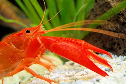 Aquatic Freshwater Snail Food Mix #2 with Calcium- Snail,Shrimp & Crayfish Food (2oz)- A2