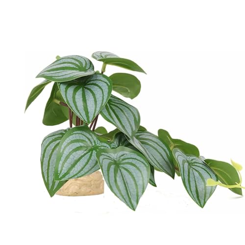 Fake Plants for Reptiles Terrarium,Habitat Decor,Artificial Plant | Fake Reptile plants with base for ball python bearded dragon Gecko Chameleon Snake Tortoise Tank Accessories - color: Green Watermelon Peperomia