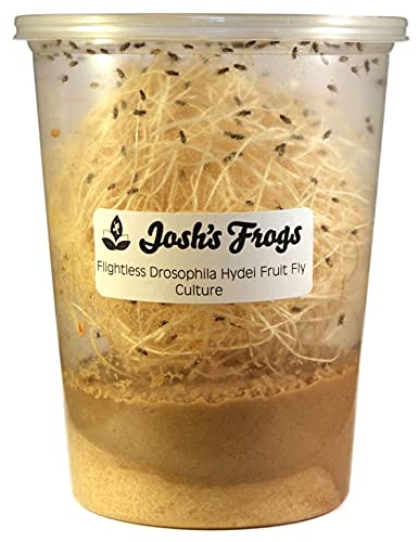 Josh's Frogs Black Drosophila Hydei Fly Culture, 32 oz - Freshly Started | Flightless Live Feeder Insects for Dart Frogs, Fish, Mantids, Toads, Slings, and Other Reptiles, Amphibians, or Animals - color: Black Hydei