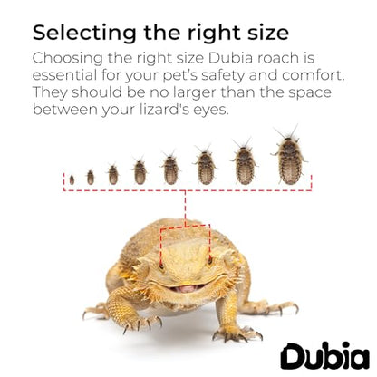 300 Extra Small 1/4 Inch Dubia Roaches Live, Ideal for Amphibians & Invertebrates, Nutritious & Easy to Keep Live Cockroaches, Perfect for Reptiles, Birds, Rodents, Fish, and More