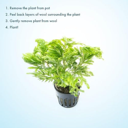 Live Terrarium Plants - Spikey Moss for Terrariums, Paludariums - Easy, Beginner Friendly (Selaginella Wallichi) - color: Selaginella Wallichi, size: Pot