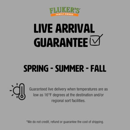 Fluker's Medium Live Black Soldier Fly Larvae 1000 Count - Reptile and Chicken Food - size: 1000 Count (Pack of 1), style: Medium, 1/2"