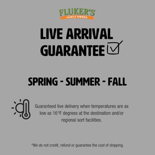 Fluker's Large Live Black Soldier Fly Larvae 100 Count - Reptile and Chicken Food - size: 100 Count (Pack of 1), style: Large, 3/4"