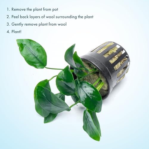 Anubias Nana Live Aquarium Plants - Potted Freshwater Plant for Fish Tanks, Terrariums - Beginner Friendly Low Light (1 Pot) - color: Nana, size: Pot