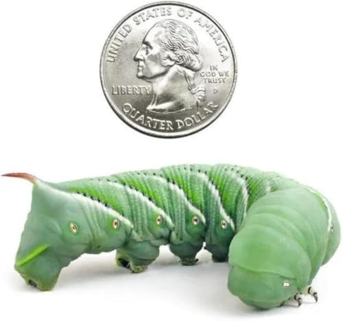 Dubia Roaches 6 Count Large Hornworms Live Perfect Caterpillar Food for Bearded Dragons, Geckos, Turtles, Frogs, High Water Content Ensuring Optimal Nutrition & Hydration - size: 1 Count (Pack of 6), style: Large