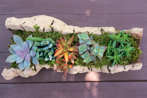 SuperMoss (22162) Feather Moss | Natural Green Moss Sheets for Crafts, Fairy Garden Decor, Wedding Table Runners, Reptile Tank Accessories, and Indoor Plant Soil Cover, 120 cu. in., Fresh Green - size: 120 cu. in.