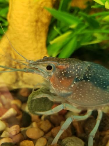 Calcium Feeders Medium-Large Disks 75ct Large Jar - size: 75 Count (Pack of 1)