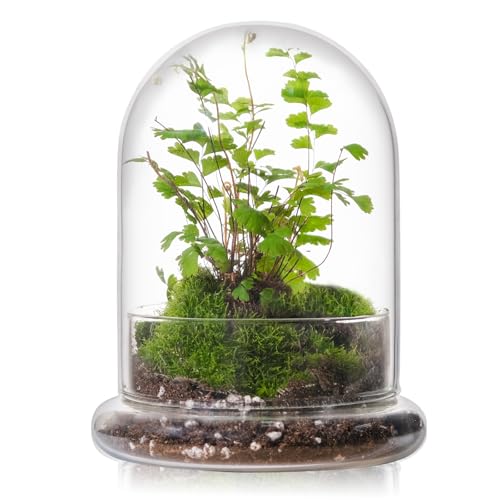 WHJY 6 inches Glass Cloche for Indoor Plants Small Terrarium Glass Cloche with Base Mini Cloche Dome with Base for Display Home Decor - size: 6.3"
