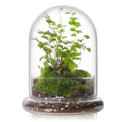 WHJY 6 inches Glass Cloche for Indoor Plants Small Terrarium Glass Cloche with Base Mini Cloche Dome with Base for Display Home Decor - size: 6.3"