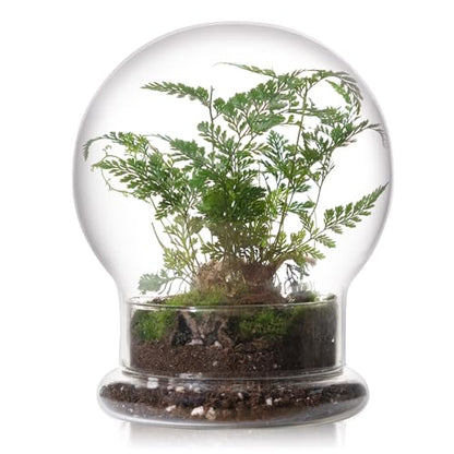 WHJY Round Glass Cloche for Indoor Plants Small Terrarium Glass Cloche with Base Mini Cloche Dome with Base for Display Home Decor - size: 6.7"