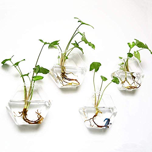 Kingbuy Hexagon Wall Planter Set - 3 Pack Glass Propagation Terrarium Vases with Hanging Mounts for Indoor Plants, Air Plants & Hydroponic Stations Home Office Decor, Plant Lover Gifts (Medium) - size: Medium