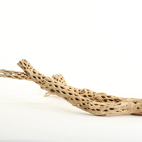 Koyal Wholesale 18-20" Cholla Wood Aquarium Leopard Gecko Tank Accessories Untreated Large Driftwood for Aquarium Wood Hermit Crab Accessories Drift Wood for Shrimp Tank Gecko Accessories - size: 18 / 20-Inch