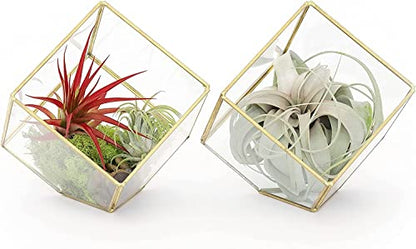 Heptahedron Geometric Glass Terrariums - Set of 2 Air Plants Holder-Tillandsia Red Abdita, Ionantha and Small Xerographica-Home and Garden Decor-Easy Care Indoor and Outdoor Plants