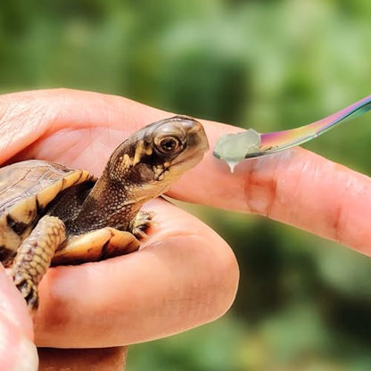 Abeillo 2Pcs Crested Gecko Food Spoons, 8.9" Long Handle Stainless Steel Reptile Spoon, Fruit Mixing Stirring Food Feeding Spoon for Gargoyle Bearded Dragon