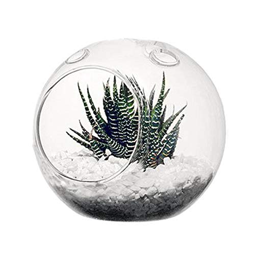 WGV Planter Terrarium Bulk, Width 6" Height 6.5", Clear Globe Glass Vase Container Orb with Two Side Opening, DIY Air Planter, Votive Candle Holder for Decor, 6 Pieces - size: Double Opening Orb