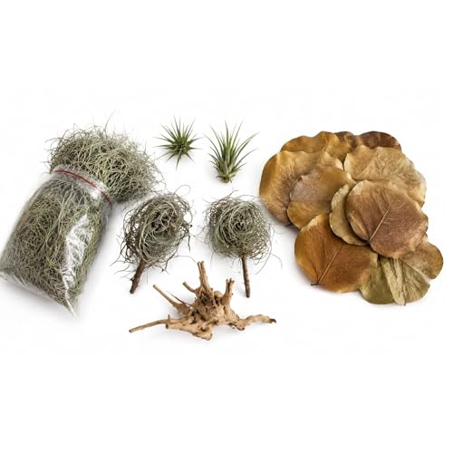 Bioactive Terrarium Kit with 4 Live Air Plants - Complete Reptile Habitat Decor for Geckos, Hermit Crabs & Frogs - Includes Spider Wood & Dried Grape Leaves