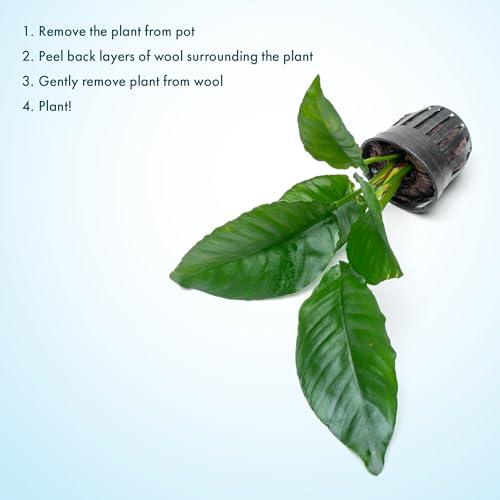 Anubias Live Aquarium Plants - Potted Freshwater Plant for Fish Tanks, Terrariums - Beginner Friendly Low Light (Heterophylla, 3 Pots) - color: Heterophylla, size: 3 Pots