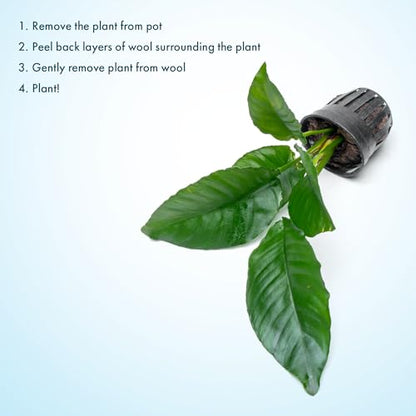 Anubias Live Aquarium Plants - Potted Freshwater Plant for Fish Tanks, Terrariums - Beginner Friendly Low Light (Heterophylla, 3 Pots) - color: Heterophylla, size: 3 Pots