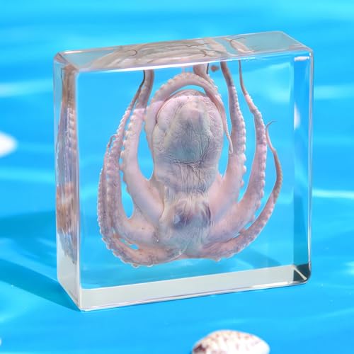 Taxidermy Octopus, Real Oceans Octopus Specimen in Resin Preserved, Clear Acrylic Sealed for Closer-Look & Study, Science Educational Classroom Specimen, Unique Amazing Great Gift (3x3x1-inch) - size: Medium