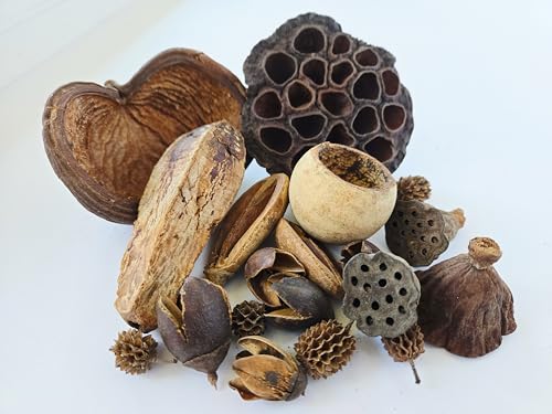 NaturePods Natural Dried Seed Pods and Botanicals Collection, Dart Frog Vivarium, Mixed Terrarium Decor, Aquarium Tank Decorative Elements, Aquarium Botanicals
