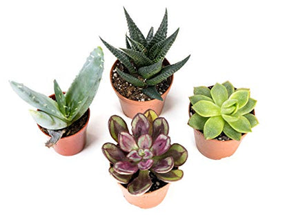 Josh's Frogs Desert Plant Kits for Arid Bioactive Terrariums (Large) - size: Large