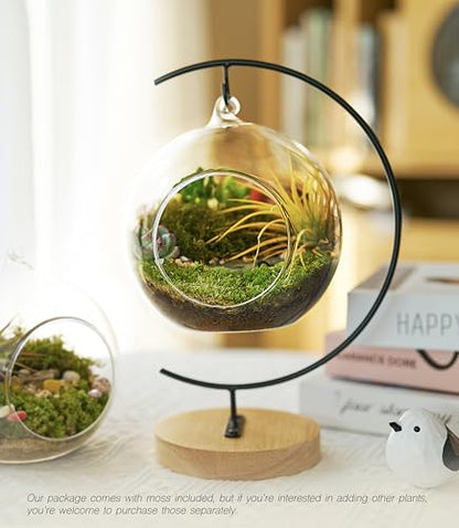 DIY Terrarium Kit with Live Moss, 15-Piece Glass Globe Set | Complete DIY Experience, Beginner Friendly, Wooden Display Stand, Gift-Ready Set, Indoor Nature Decor, Easy Assembly