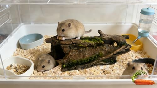 Nature-Inspired Hideout:The Best Bark-Texture Hide for Reptile or Fish - size: Small