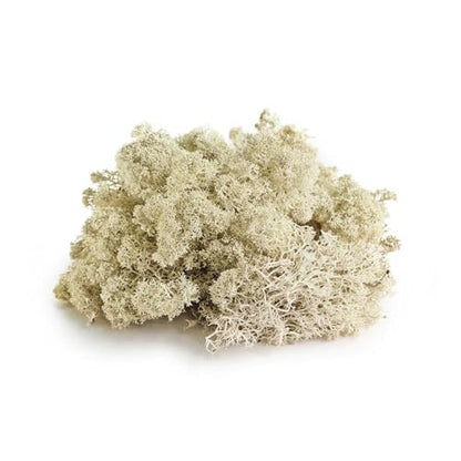 Galápagos (05351) Arid Environment Terrarium Kit Ideal for Reptiles, Amphibians, & Small Critters, 4.5 QT Box, Natural