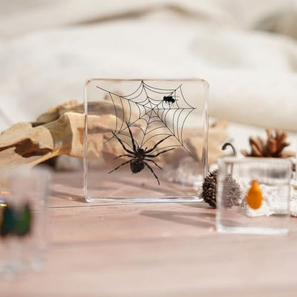 3pcs Taxidermy Spiders, Real Insect Bug Spiders Specimen in Resin, Clear Sealed for Closer-Look & Study in Healthy, Science Educational Classroom Specimens, Unique Amazing Gift (3.0x3.0x0.8-inch) - size: Medium 3PCS Spiders