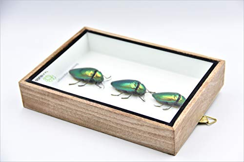 Jewel Beetle Mounts Insect Animals Taxidermy in Framed (3 Sternocera Aeguisignata Closed Wings) - style: 3 Sternocera Aeguisignata Closed Wings
