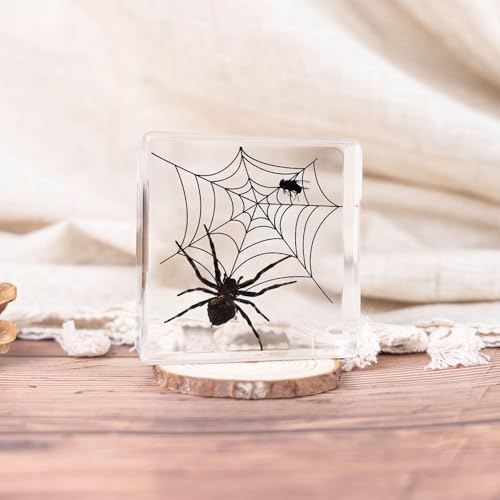 3pcs Taxidermy Spiders, Real Insect Bug Spiders Specimen in Resin, Clear Sealed for Closer-Look & Study in Healthy, Science Educational Classroom Specimens, Unique Amazing Gift (3.0x3.0x0.8-inch) - size: Medium 3PCS Spiders