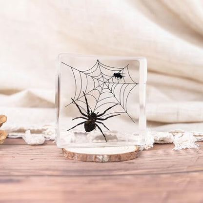 3pcs Taxidermy Spiders, Real Insect Bug Spiders Specimen in Resin, Clear Sealed for Closer-Look & Study in Healthy, Science Educational Classroom Specimens, Unique Amazing Gift (3.0x3.0x0.8-inch) - size: Medium 3PCS Spiders
