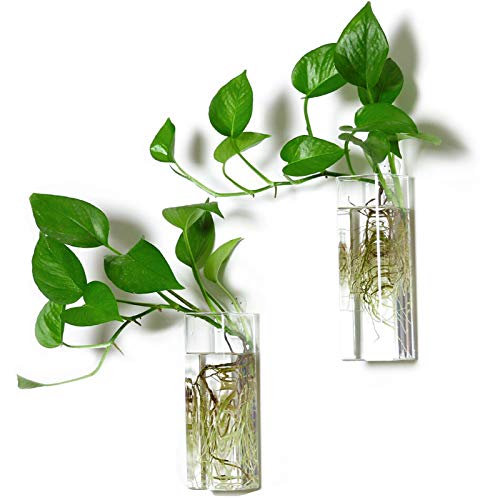 Square Glass Propagation Vase 2 Pack, Wall Hanging Hydroponic Planter | Borosilicate glass, clear & sturdy. Wall-mount. Ideal for succulents, herbs, hydroponics. Space-saving decor for home office - color: Square Tube