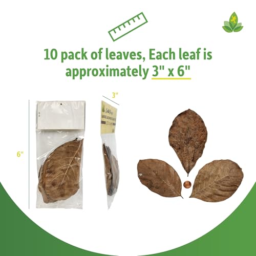 Josh's Frogs Large Jackfruit Leaf Litter, 10 Count | Aquarium & Terrarium Decoration, Pet Enclosure, 0.009kg