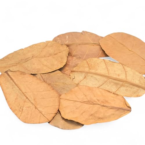 Leaf Litter for Isopods – 80 Pcs 4" Natural Indian Almond Catappa Leaves for Bioactive Vivariums, Terrariums & Aquariums, Tarantulas, Spiders, Millipedes, Crickets & Reptiles