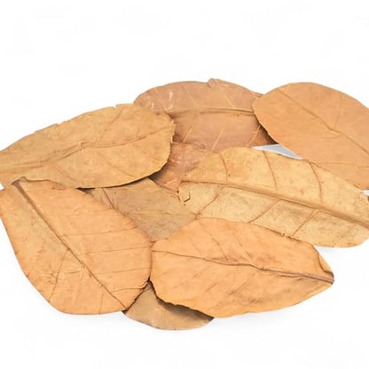 Leaf Litter for Isopods – 80 Pcs 4" Natural Indian Almond Catappa Leaves for Bioactive Vivariums, Terrariums & Aquariums, Tarantulas, Spiders, Millipedes, Crickets & Reptiles