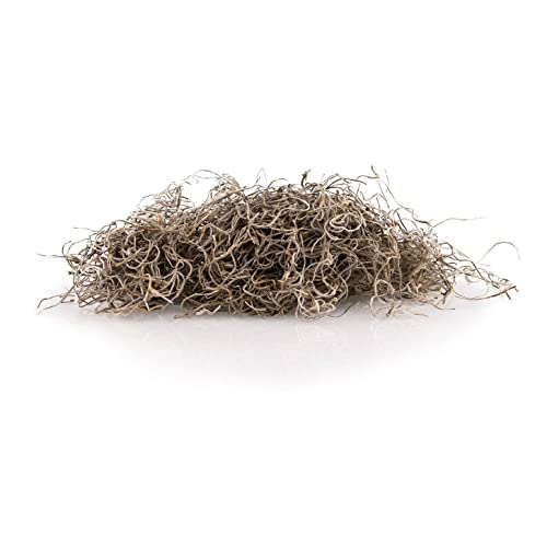 Premium Natural Spanish Moss | Natural Preserved - Great Ground Cover - Filler for Potted Plants - 2 Quart Bag (GRD-SPANISH-MOSS-2QT) - color: SPANISH MOSS, size: 2 Quart