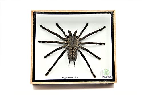 Real Giant Tarantula EURYPEIMA SPINCRUS Spider Taxidermy Boxed Display - color: WOODEN BOX