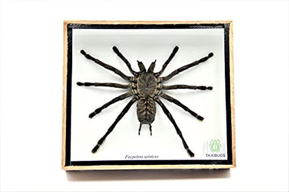 Real Giant Tarantula EURYPEIMA SPINCRUS Spider Taxidermy Boxed Display - color: WOODEN BOX