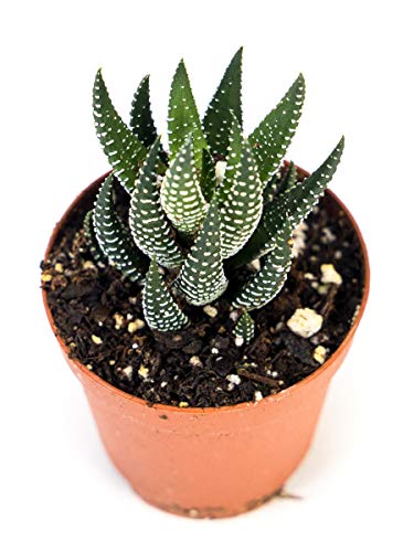 Josh's Frogs Desert Plant Kits for Arid Bioactive Terrariums (Small) - size: Small