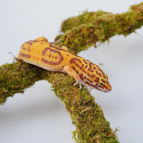 Leopard Gecko Tank Accessories, Adjustable Climbing Toys Supplies, Terrarium Habitat Decor