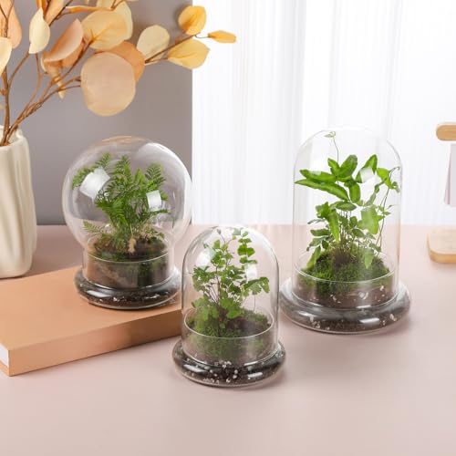 WHJY 6 inches Glass Cloche for Indoor Plants Small Terrarium Glass Cloche with Base Mini Cloche Dome with Base for Display Home Decor - size: 6.3"