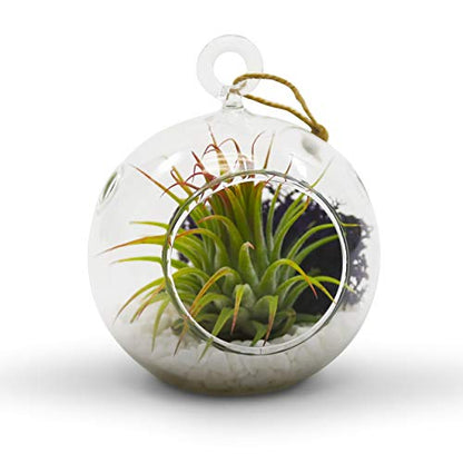 WGV Hanging Terrarium Globe, Width 3", Height 4", DIY Air Succulent Planter, Clear Glass Vase Orb with Flat Bottom, Candle Holder for Windowsill Outdoor Garden Decor, 1 Piece - size: 3" Flat Bottom