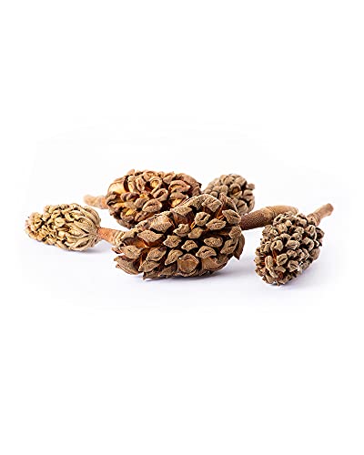 Galapagos (05159) Magnolia Seed Pods for Natural Bioactive Terrariums Provides shelter and Food for microfauna 2-4 inch pods 5pk