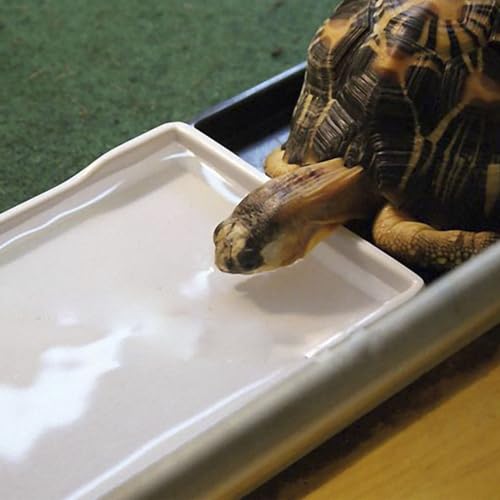 OMEM Reptile Bowl Large Food and Water Dish Enough Space Also Fit for Bath Simulated Wood Grain Surface (M, White) - color: White, size: M