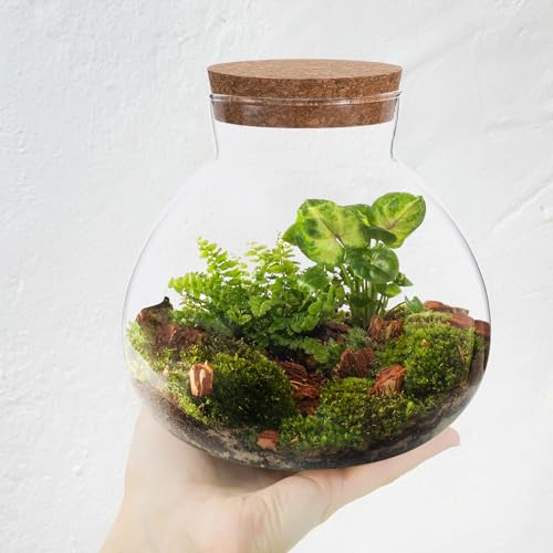 Glass Terrarium Bottle with Cork Lid: Round Borosilicate Jar for DIY Microlandscape - Clear Plant Display Container Moss Holder Tabletop Storage Canister