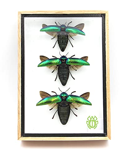 Jewel Beetle Mounts Insect Animals Taxidermy in Framed (3 Sternocera Aeguisignata) - style: 3 Sternocera Aeguisignata