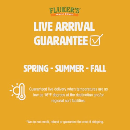 Fluker's Live Mealworms, 10000 Count Feeder Insects for Reptiles, Chickens, and Birds, Medium (Approx. 3/4") - size: 10000 Count (Pack of 1), style: Medium, 3/4"