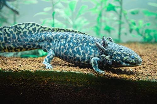 Axolotl Food Soft PELLETS 3.2 & BLACKWORM PELLETS 3.0 Aquatic Frogs,African Clawed Frog A451 (8oz) - size: 8 Ounce (Pack of 1)